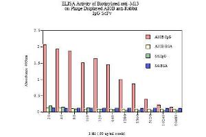 Image no. 1 for anti-M13 Bacteriophage gp3 antibody (Biotin) (ABIN264521) (M13 Bacteriophage gp3 antibody (Biotin))