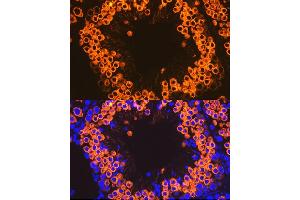 Immunofluorescence analysis of mouse testis cells using Calmegin Rabbit mAb (ABIN7266025) at dilution of 1:100 (40x lens). (Calmegin antibody)