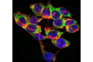 Immunofluorescence analysis of HepG2 cells using LPA mouse mAb (green). (Lp(a) antibody  (AA 4330-4521))