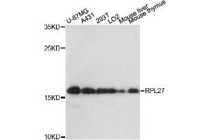 Western blot analysis of extracts of various cell lines, using RPL27 antibody. (RPL27 antibody)