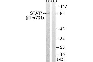 Western Blotting (WB) image for anti-Signal Transducer and Activator of Transcription 1, 91kDa (STAT1) (pTyr701) antibody (ABIN1847532) (STAT1 antibody  (pTyr701))