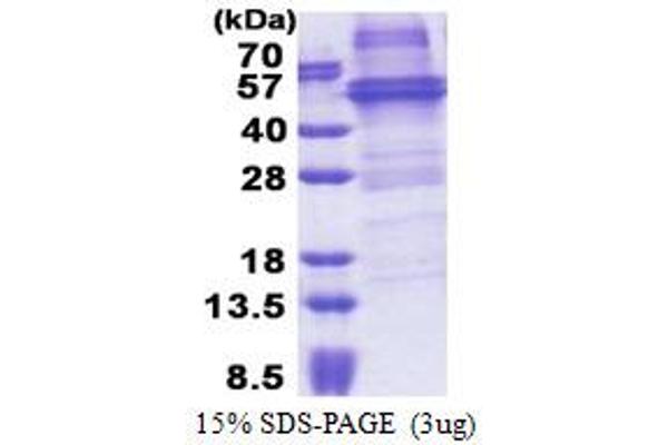 NOB1 Protein (AA 1-412) (His tag)