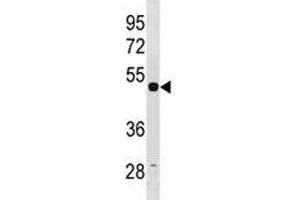 TUBG1 antibody western blot analysis in HepG2 lysate. (TUBG1 antibody  (AA 23-51))