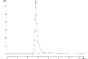 Cynomolgus CD24 VLP on Tris-Bis PAGE under reduced conditions. (CD24 Protein-VLP (AA 26-57))