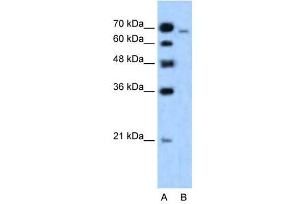 Afadin antibody  (N-Term)