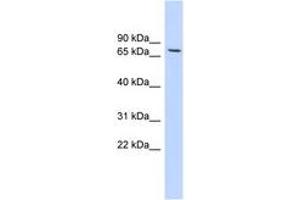 Image no. 1 for anti-Histone Deacetylase 2 (HDAC2) (C-Term) antibody (ABIN6744492) (HDAC2 antibody  (C-Term))