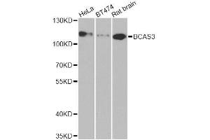 Western blot analysis of extracts of various cell lines, using BCAS3 antibody. (BCAS3 antibody  (AA 674-913))