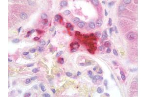 Anti-REN / Renin 1 antibody IHC staining of human kidney. (Renin antibody  (AA 16-29))