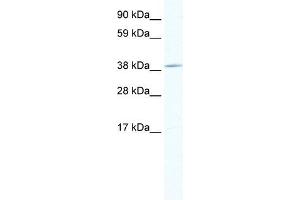 TOB1 antibody (20R-1130) used at 0. (Protein Tob1 (TOB1) (Middle Region) antibody)