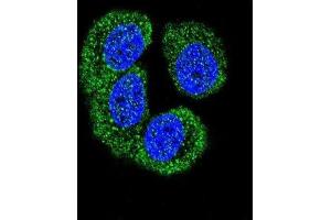 Immunofluorescence (IF) image for anti-Nemo-Like Kinase (NLK) (Thr286) antibody (ABIN3003279) (Nemo-Like Kinase antibody  (Thr286))