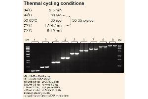 Image no. 1 for TransStart® Taq DNA Polymerase (ABIN5519554)