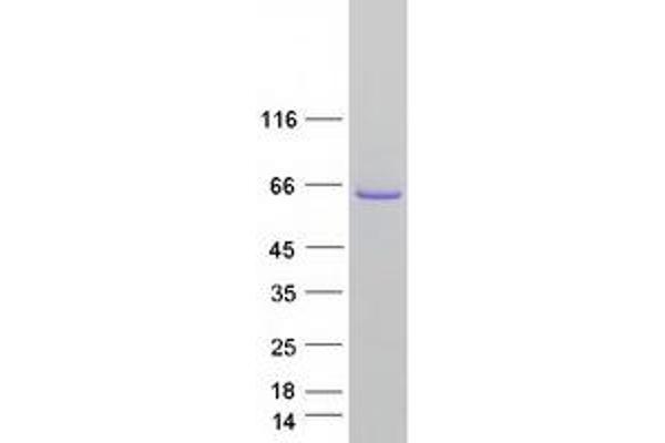 PUF60 Protein (Transcript Variant 1) (Myc-DYKDDDDK Tag)