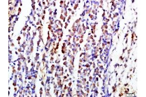 Paraformaldehyde-fixed, paraffin embedded mouse embryo tissue, Antigen retrieval by boiling in sodium citrate buffer(pH6) for 15min, Block endogenous peroxidase by 3% hydrogen peroxide for 30 minutes, Blocking buffer (normal goat serum) at 37°C for 20min, Antibody incubation with CD19 Polyclonal Antibody, Unconjugated  at 1:500 overnight at 4°C, followed by a conjugated secondary and DAB staining (CD19 antibody  (AA 485-556))