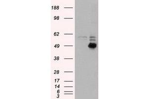 Image no. 2 for anti-CD4 (CD4) antibody (ABIN1497292) (CD4 antibody)