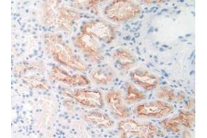 IHC-P analysis of Human Kidney Tissue, with DAB staining. (PSMA antibody  (AA 274-587))