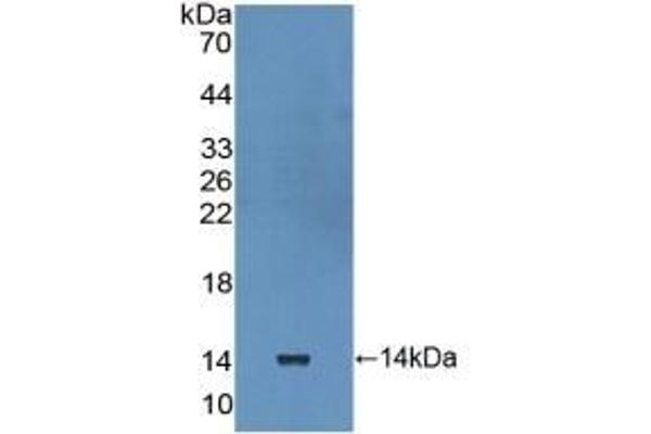 IL-10RA antibody  (AA 132-235)