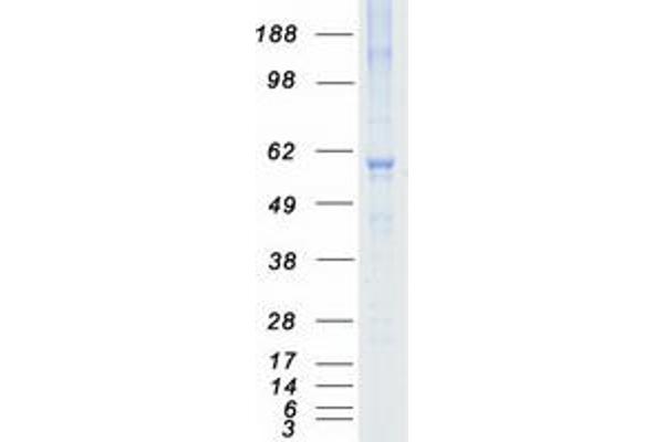 NRBP1 Protein (Myc-DYKDDDDK Tag)