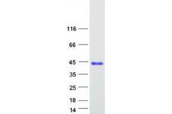 VCX3A Protein (Myc-DYKDDDDK Tag)