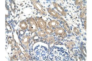 BSDC1 antibody was used for immunohistochemistry at a concentration of 4-8 ug/ml to stain Epithelial cells of renal tubule (arrows) in Human Kidney. (BSDC1 antibody  (N-Term))