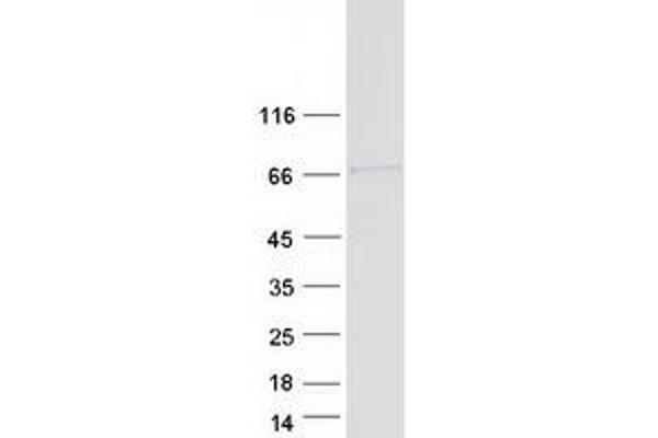 PPP1R16A Protein (Myc-DYKDDDDK Tag)