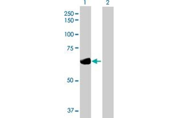 Dystrobrevin beta anticorps  (AA 1-609)