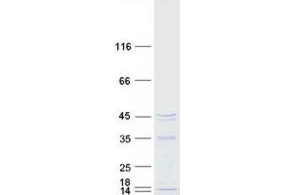 MRM1 Protein (Myc-DYKDDDDK Tag)