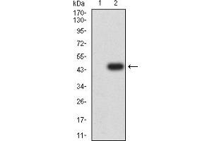 Western blot analysis using GRIA2 mAb against HEK293 (1) and GRIA2 (AA: 35-175)-hIgGFc transfected HEK293 (2) cell lysate. (GRIA2 antibody  (AA 35-175))