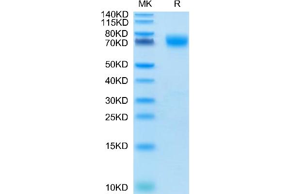 CD276 Protein (CD276) (AA 29-465) (His tag)