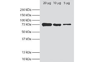 Total cell lysates from Ag8. (GRP78 antibody)
