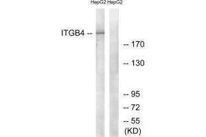 Western blot analysis of extracts from HepG2 cells, treated with PMA (125 ng/mL, 30 mins), using ITGB4 (Ab-1510) antibody. (Integrin beta 4 antibody  (Tyr1510))