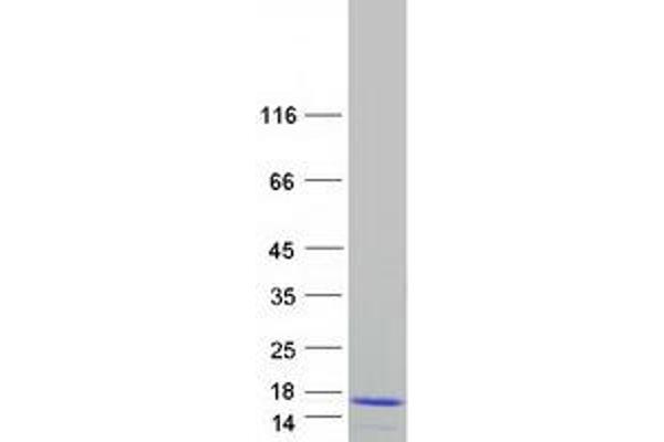 S100Z Protein (Myc-DYKDDDDK Tag)