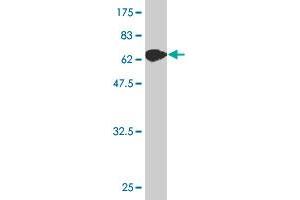 Western Blotting (WB) image for anti-Argonaute 2 (AGO2) (AA 1-377) antibody (ABIN565346)