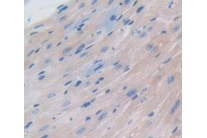 IHC-P analysis of Mouse Tissue, with DAB staining. (NPPA antibody  (AA 25-152))