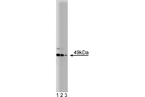 Western Blotting (WB) image for anti-JNK/SAPK1 (Pan) (AA 264-415) antibody (ABIN968075) (JNK/SAPK1 (Pan) (AA 264-415) antibody)