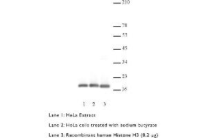 Western Blotting (WB) image for anti-Histone 3 (H3) (C-Term) antibody (ABIN577700) (Histone 3 antibody  (C-Term))