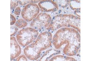 Used in DAB staining on fromalin fixed paraffin- embedded kidney tissue (OPA3 antibody  (AA 23-179))
