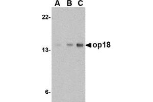 Western Blotting (WB) image for anti-Stathmin 1 (STMN1) (C-Term) antibody (ABIN1030561) (Stathmin 1 antibody  (C-Term))