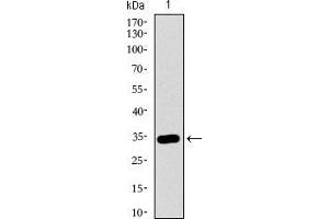 Western Blotting (WB) image for anti-Mitogen-Activated Protein Kinase 14 (MAPK14) (AA 299-360) antibody (ABIN1724830)