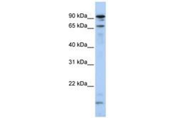 MSL2 antibody  (N-Term)
