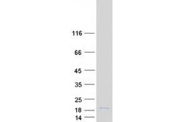 HIST1H2AC Protein (Myc-DYKDDDDK Tag)