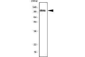 Western Blotting (WB) image for anti-Toll-Like Receptor 7 (TLR7) (AA 451-500) antibody (ABIN6245736) (TLR7 antibody  (AA 451-500))