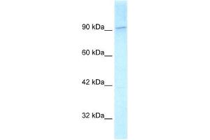Human HeLa; WB Suggested Anti-KIF1C Antibody Titration: 2. (KIF1C antibody  (C-Term))