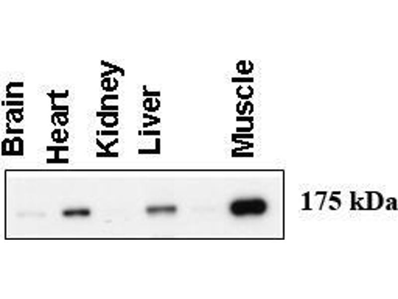 AGL Antibody ABIN357688