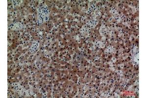 Immunohistochemistry (IHC) analysis of paraffin-embedded Human Liver, antibody was diluted at 1:100. (CD7 antibody  (Internal Region))