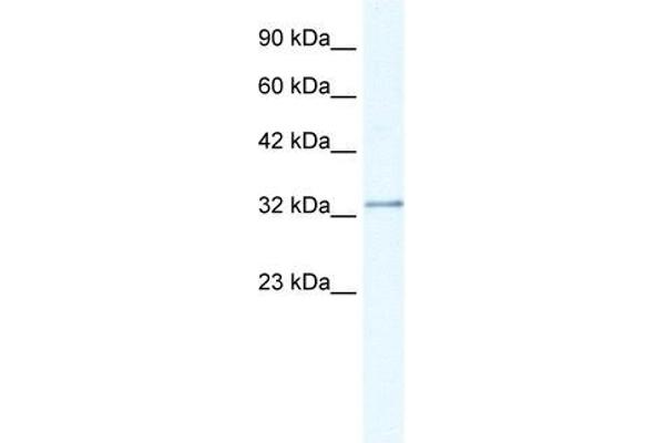 NUDT9 anticorps