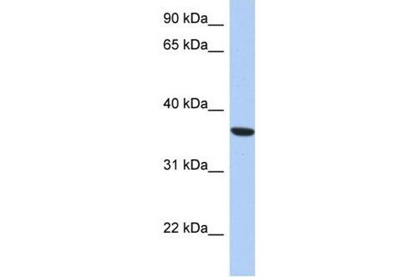 PSTK 抗体  (Middle Region)