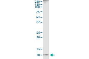 Immunoprecipitation of CXCL11 transfected lysate using anti-CXCL11 monoclonal antibody and Protein A Magnetic Bead , and immunoblotted with CXCL11 MaxPab rabbit polyclonal antibody. (CXCL11 antibody  (AA 1-94))