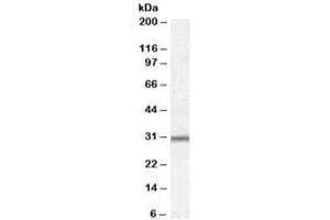 Western blot testing of Jurkat lysate with PAC1 antibody at 0. (PSMG1 antibody)