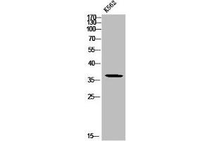 Western blot analysis of K562 using p-Mcl-1 (S159) antibody. (MCL-1 antibody  (pSer159))