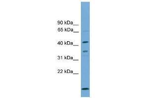 APOL5 antibody used at 0. (Apolipoprotein L 5 antibody  (C-Term))